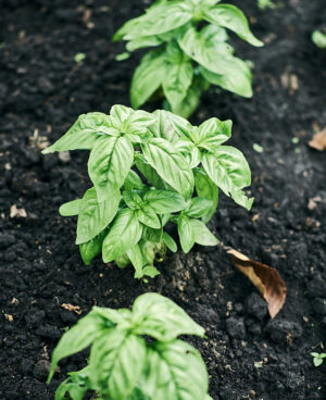 Albahaca