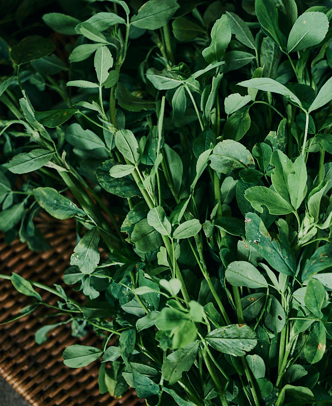 Alfalfa - Image 2