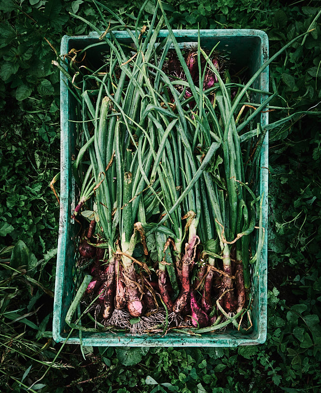 Cebolla Paiteña - Image 2
