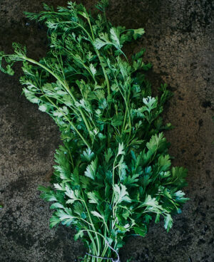 Cilantro