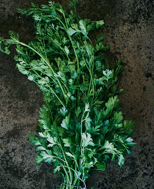 Cilantro