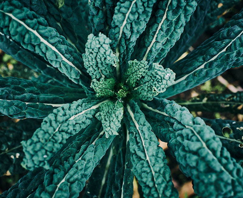 Kale Toscano (Cavolo Nero) - Image 2