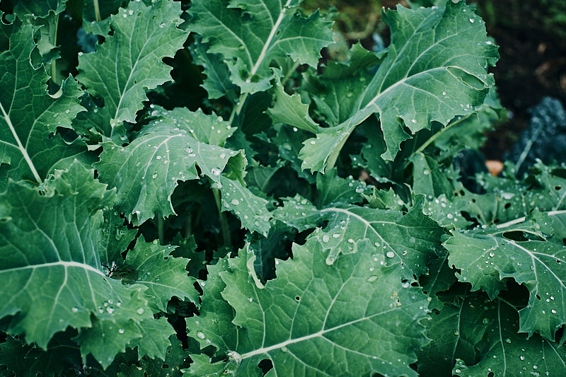 Kale Toscano (Cavolo Nero) - Image 3