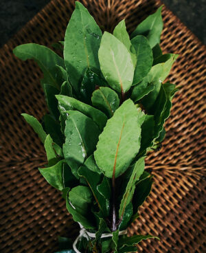 Laurel