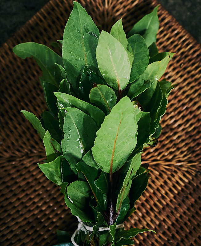 Laurel