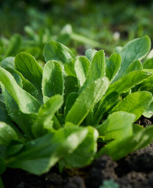 Mil Amores (Feldsalat)