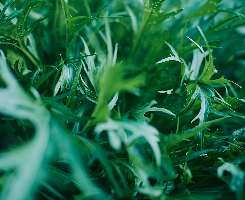 Mizuna - Image 3