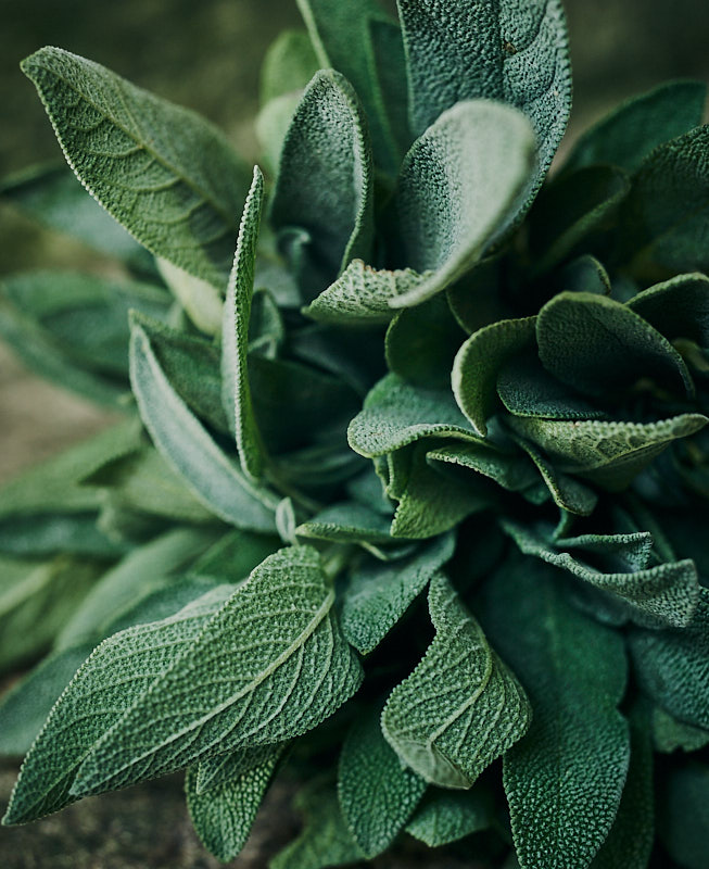 Salvia