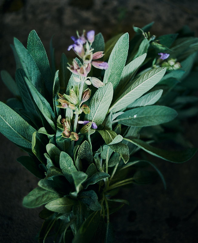 Salvia - Image 2